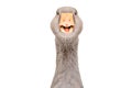 Portrait of a funny pretty goose Royalty Free Stock Photo