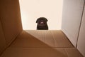 Portrait of funny Pug, breed dog looking at camera inside carton box against yellow studio background. Copy space for Royalty Free Stock Photo