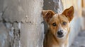 Portrait funny puppy dog peeking out from behind a wall