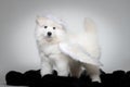 Portrait of funny puppy of Samoyed dog at studio on white background.
