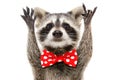 Portrait of a funny raccoon in bow showing a rock gesture Royalty Free Stock Photo