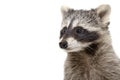 Portrait of funny raccoon Royalty Free Stock Photo