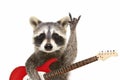 Portrait of a funny raccoon with electric guitar, showing a rock gesture Royalty Free Stock Photo