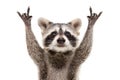 Portrait of a funny raccoon showing a rock gesture
