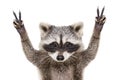 Portrait of a funny raccoon, showing a sign peace Royalty Free Stock Photo