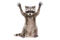 Portrait of a funny raccoon sitting with paws raised Royalty Free Stock Photo