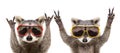 Portrait of a funny raccoons in sunglasses showing a gesture