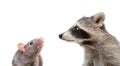 Portrait of funny rat and raccoon Royalty Free Stock Photo