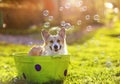 A funny red Corgi dog puppy with big wet ears sitting in a basin of soapy water on the grass in a Sunny summer garden