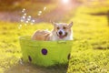 red Corgi dog puppy with big wet ears sitting in a basin of soapy water on the grass in a Sunny summer garden Royalty Free Stock Photo