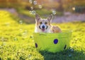 Portrait of a  red Corgi dog puppy with big wet ears sitting in a basin of soapy water on the grass in a Sunny summer garden Royalty Free Stock Photo