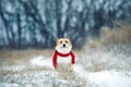 portrait funny a red Corgi dog sits in a winter Park in a knitted red scarf under the falling snow