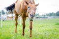 Funny red horse eating grass in green meadow Royalty Free Stock Photo