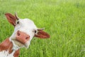 The portrait of funny red spotted cow with big snout on the background of green field Royalty Free Stock Photo