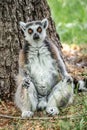 Portrait of funny ring-tailed Madagascar lemurs in green outdoor enjoying summer