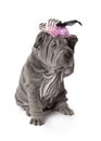 Portrait of funny sharpei puppy dog Royalty Free Stock Photo