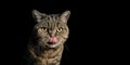 Portrait of funny shorthair cat licking lips.