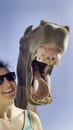 PORTRAIT: Funny shot of a happy young woman smiling with her big brown horse. Royalty Free Stock Photo