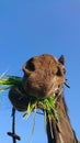 PORTRAIT: Funny shot of a hungry adult horse chewing on a bunch of grass. Royalty Free Stock Photo