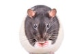 Portrait of a funny sly rat Royalty Free Stock Photo