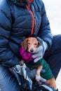 Portrait of funny small dog in the hands of the owner Royalty Free Stock Photo