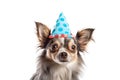 Portrait of Funny small fluffy chihuahua dog in birthday cap isolated on white background. Happy birthday banner with