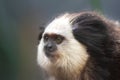 Portrait of a funny small monkey Black-tufted marmoset, Callithrix penicillata .