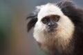 Portrait of a funny small monkey Black-tufted marmoset, Callithrix penicillata . Royalty Free Stock Photo