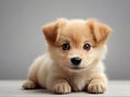Portrait of funny small puppy