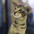 Portrait of a funny smart Oriental Shorthair cat Royalty Free Stock Photo