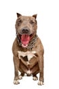 Portrait of a funny smiling pit bull