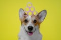 Portrait of funny smiling welsh corgi pembroke or cardigan dog with mountain of pink curlers on head sits on yellow background