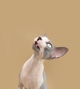 Portrait funny sphynx cat lookin gup begging food. Isolated on beige background