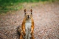 Portrait of funny squirrel looking at camera