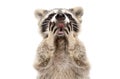 Portrait of funny surprised raccoon