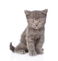 Portrait funny tiny gray kitten. isolated on white background Royalty Free Stock Photo