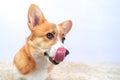 Portrait of funny Welsh corgi Pembroke or cardigan puppy licking its lips after eating, impatiently waiting for feeding Royalty Free Stock Photo