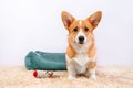 Portrait of funny Welsh corgi Pembroke or cardigan puppy, which obediently sits on the carpet, front view. Pet bed and