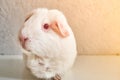 Portrait Of Funny White Cavy With Red Eyes