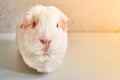 Portrait Of Funny White Cavy With Red Eyes