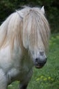 Portrait of funny wild horse Royalty Free Stock Photo