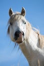 Portrait of funny wild horse Royalty Free Stock Photo