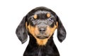 Portrait of a funny winking puppy Royalty Free Stock Photo