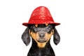 Portrait of a funny winking puppy in a red hat Royalty Free Stock Photo