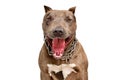 Portrait of a funny yawning pit bull