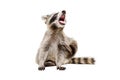 Portrait of funny yawning raccoon