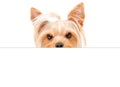 Portrait of funny Yorkshire terrier, peeking from behind a banner