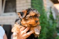 Portrait of funny Yorkshire terrier puppy looking away, outdoors. Person holding cute fluffy pet york, close-up. Royalty Free Stock Photo