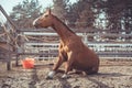 Funny young chestnut budyonny gelding horse sitting in paddock in warm spring daytime