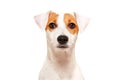 Portrait of funny young dog breed Parson Russel Terrier